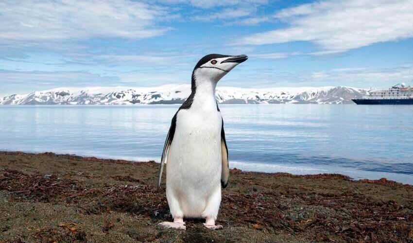 Chinstrap penguin facts, distribution & population | BioDB